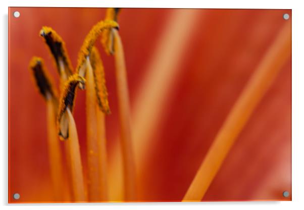 Orange Lily Stamens Acrylic by Steve Purnell