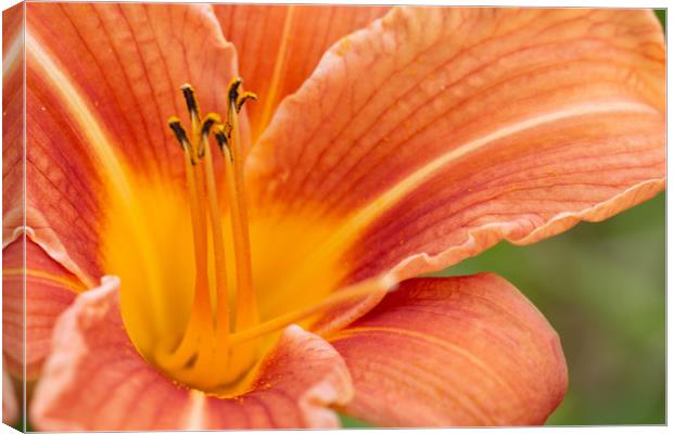 Orange Lily Macro Canvas Print by Steve Purnell