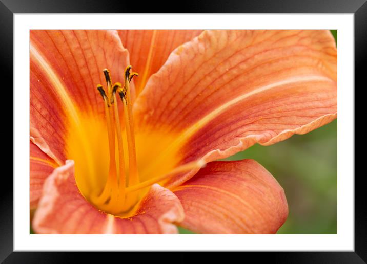 Orange Lily Macro Framed Mounted Print by Steve Purnell