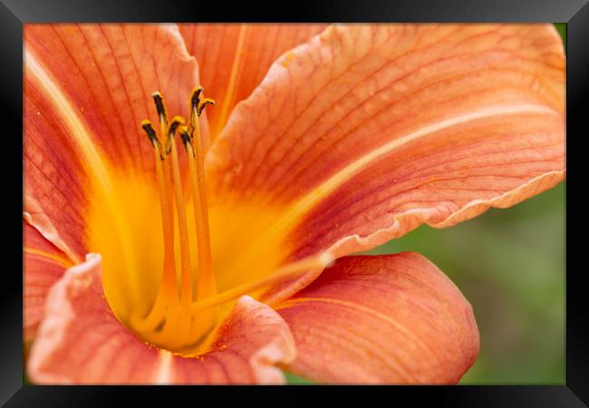Orange Lily Macro Framed Print by Steve Purnell