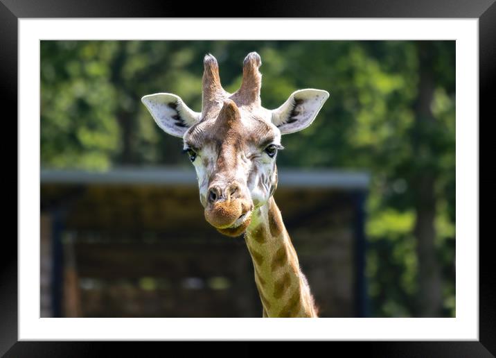 Rothschild's giraffe looking at you Framed Mounted Print by Steve Mantell