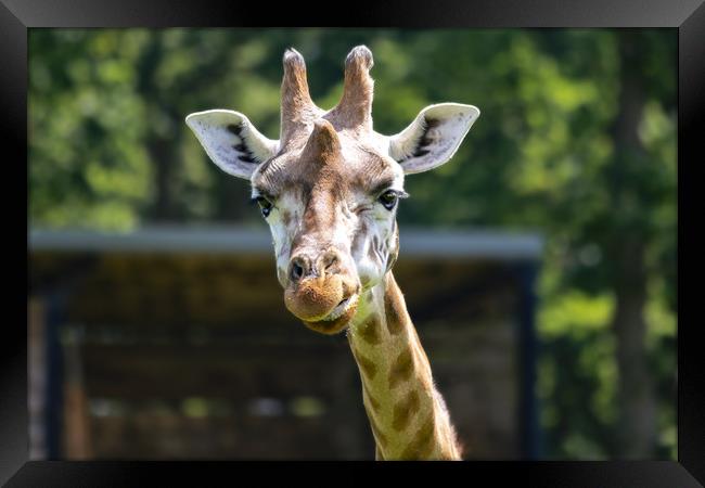 Rothschild's giraffe looking at you Framed Print by Steve Mantell