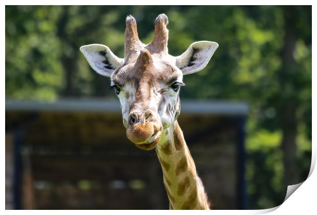 Rothschild's giraffe looking at you Print by Steve Mantell