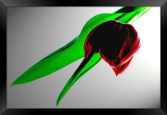 Single Red Tulip Framed Print by Karen Martin