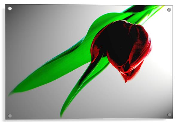 Single Red Tulip Acrylic by Karen Martin