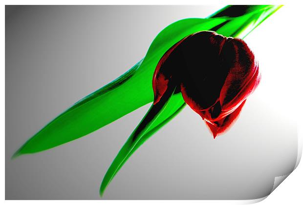 Single Red Tulip Print by Karen Martin