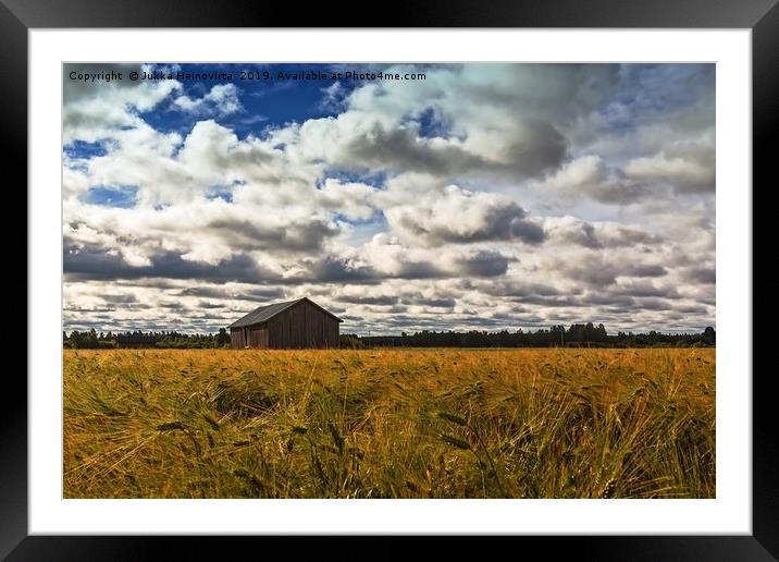 Barn House In The Middle Of The Rye Field Framed Mounted Print by Jukka Heinovirta