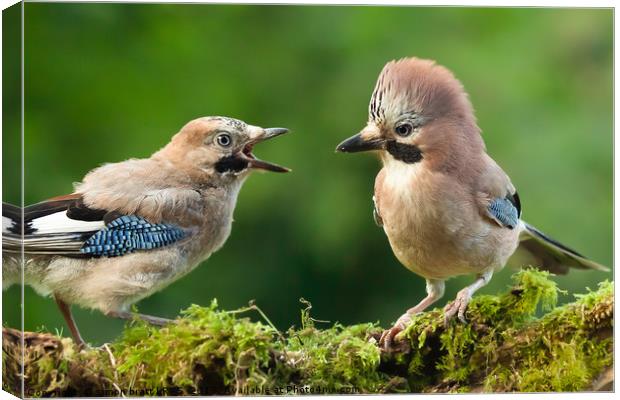 Young jay bird with parent close up Canvas Print by Simon Bratt LRPS