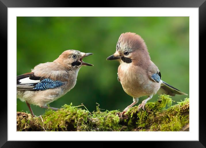 Young jay bird with parent close up Framed Mounted Print by Simon Bratt LRPS