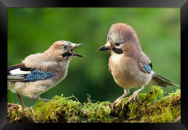 Young jay bird with parent close up Framed Print by Simon Bratt LRPS
