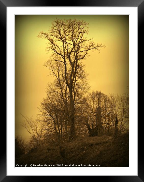 Lone Tree Framed Mounted Print by Heather Goodwin