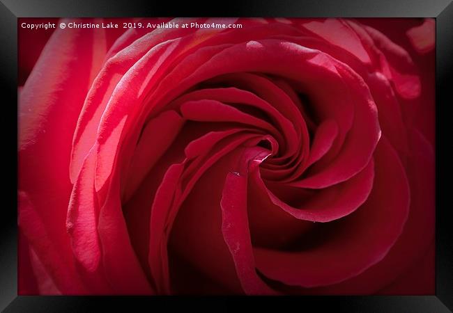 Rose In Red Framed Print by Christine Lake
