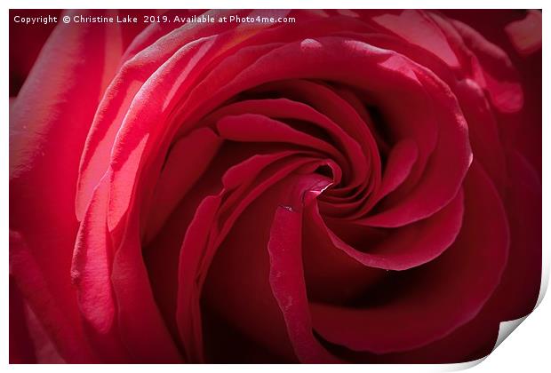 Rose In Red Print by Christine Lake