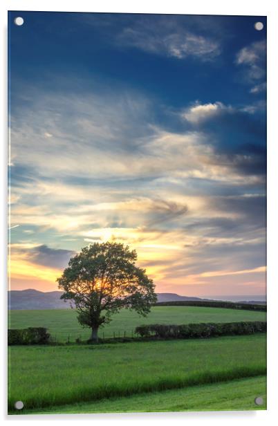 Lone tree sunset Acrylic by Jonathan Thirkell