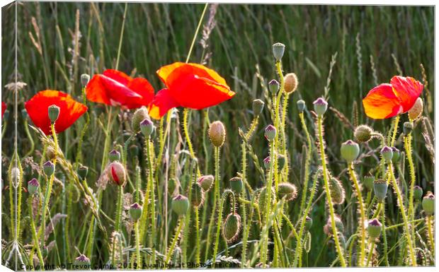 Sunlit Poppies Canvas Print by Trevor Camp