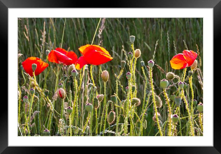 Sunlit Poppies Framed Mounted Print by Trevor Camp