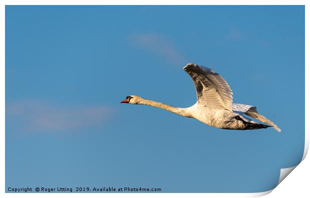 Mute Swan flying Print by Roger Utting