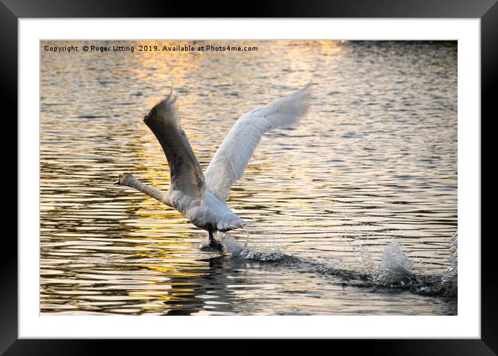 Swan take off Framed Mounted Print by Roger Utting
