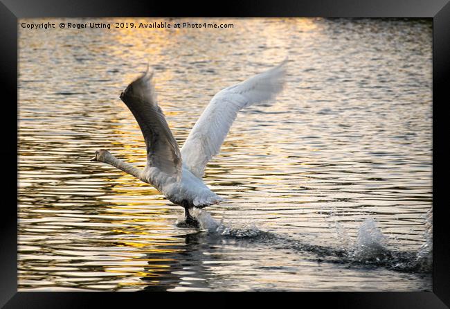 Swan take off Framed Print by Roger Utting