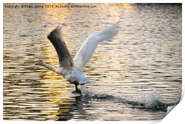 Swan take off Print by Roger Utting