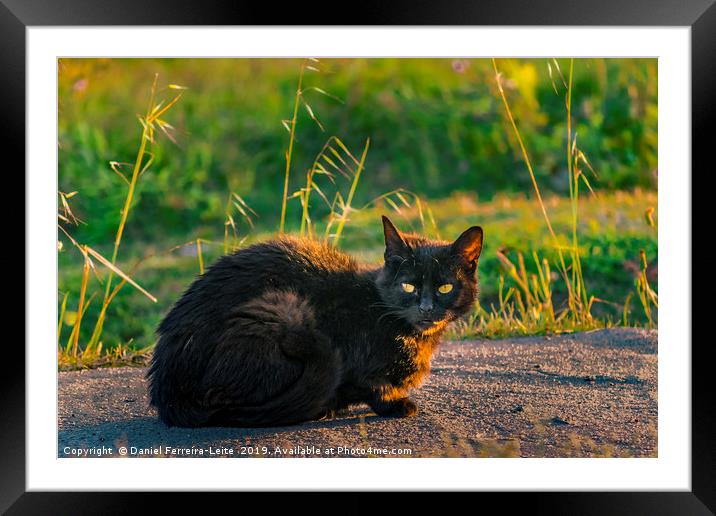Adult Black Cat with Attentive Expression Framed Mounted Print by Daniel Ferreira-Leite