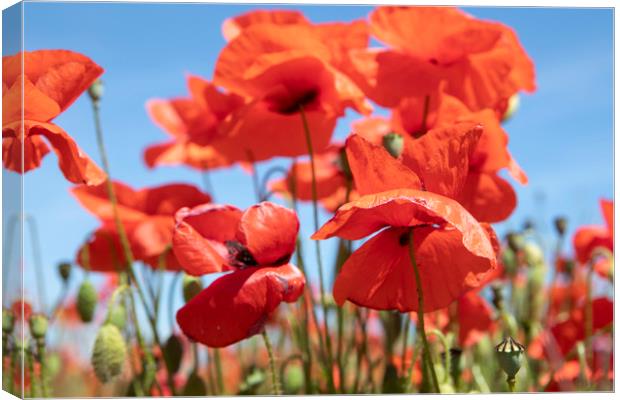 Poppies Canvas Print by David Hare