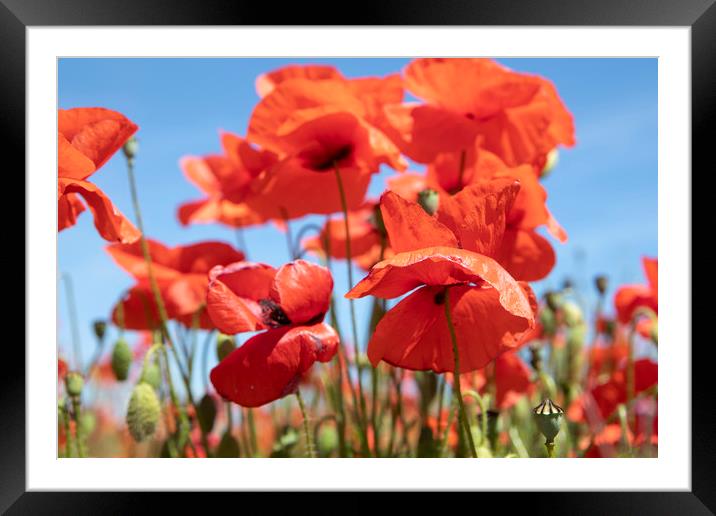 Poppies Framed Mounted Print by David Hare