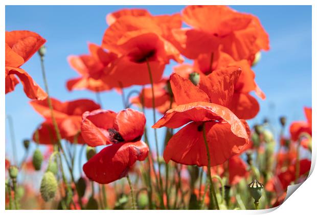 Poppies Print by David Hare