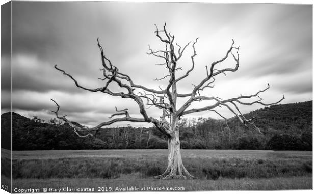 The Dead Tree Canvas Print by Gary Clarricoates
