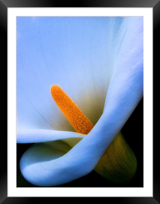 Lily Framed Mounted Print by Chris Manfield