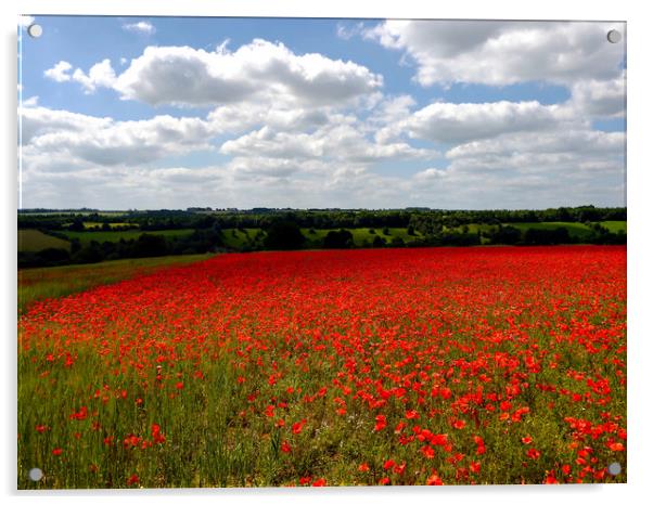 Poppy field landscape Acrylic by Jason Williams