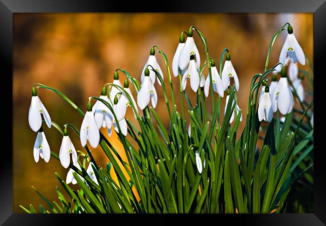 Common Snowdrop Framed Print by David Lewins (LRPS)
