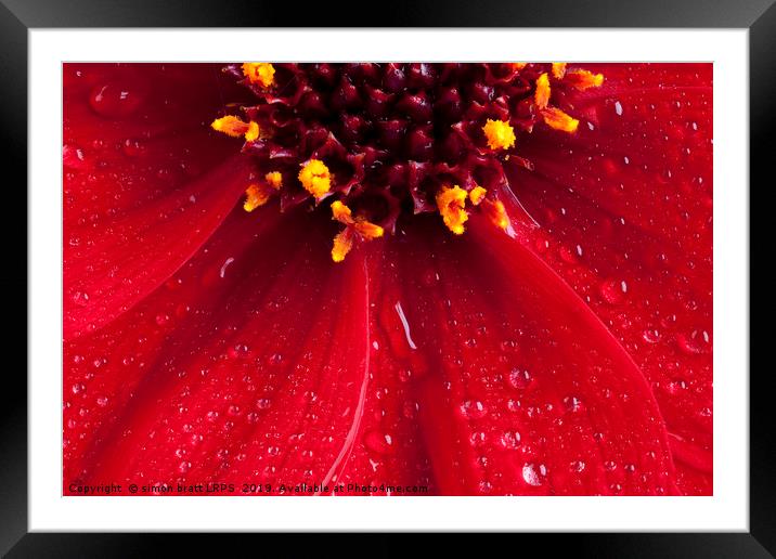 Red Dahlia flower close up with water drops Framed Mounted Print by Simon Bratt LRPS