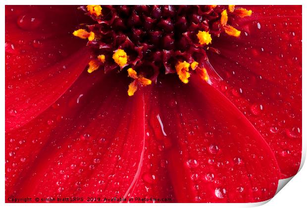Red Dahlia flower close up with water drops Print by Simon Bratt LRPS