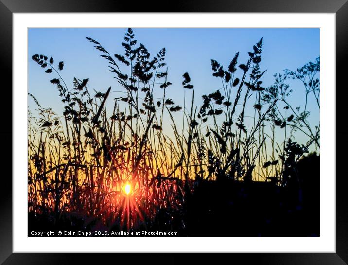 Silhouetted grasses Framed Mounted Print by Colin Chipp