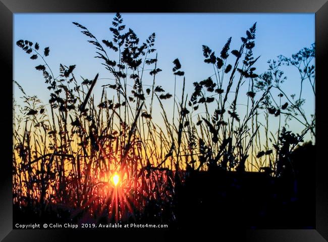 Silhouetted grasses Framed Print by Colin Chipp