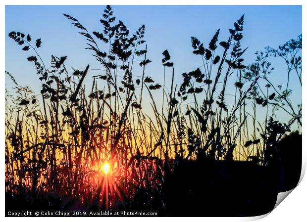Silhouetted grasses Print by Colin Chipp