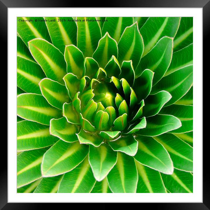 Giant Lobelia Framed Mounted Print by DiFigiano Photography