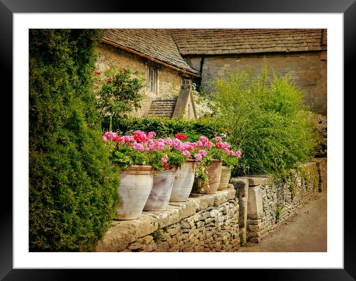 Potted geraniums. Framed Mounted Print by Jason Williams