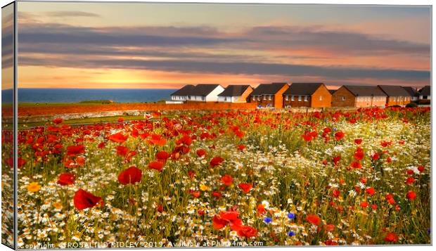"Sunset over the poppies" Canvas Print by ROS RIDLEY