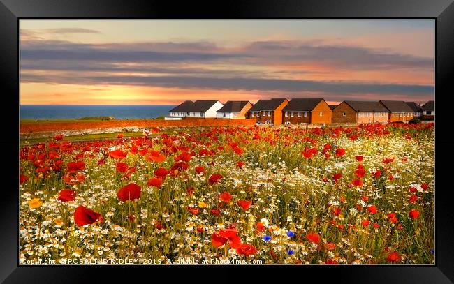 "Sunset over the poppies" Framed Print by ROS RIDLEY