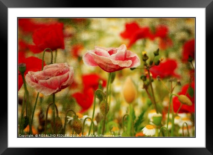 "Antique poppies" Framed Mounted Print by ROS RIDLEY