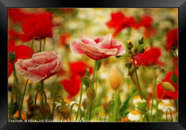 "Antique poppies" Framed Print by ROS RIDLEY