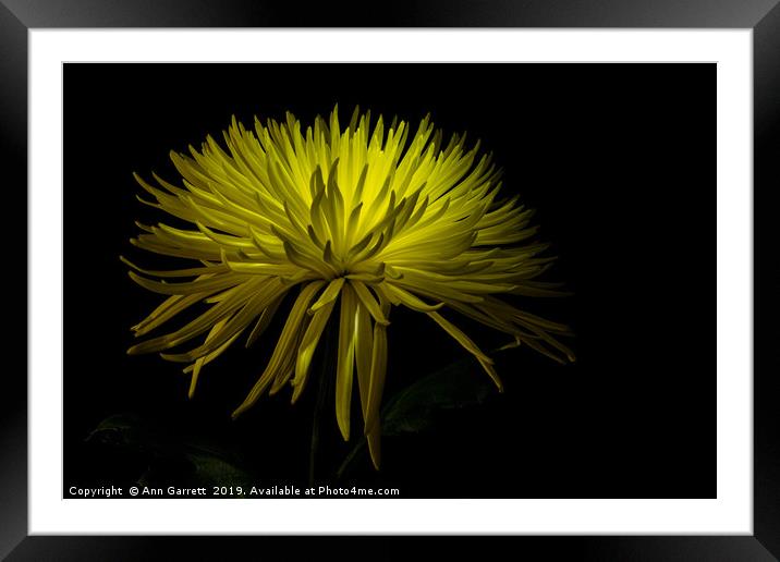 Chrysanthemum Spikes 2 Framed Mounted Print by Ann Garrett