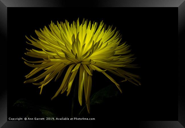 Chrysanthemum Spikes 2 Framed Print by Ann Garrett