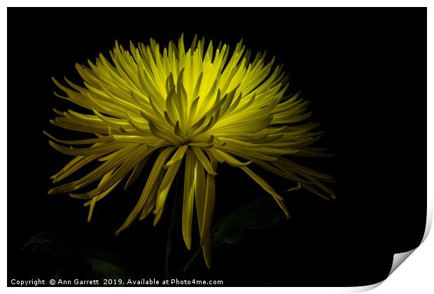 Chrysanthemum Spikes 2 Print by Ann Garrett
