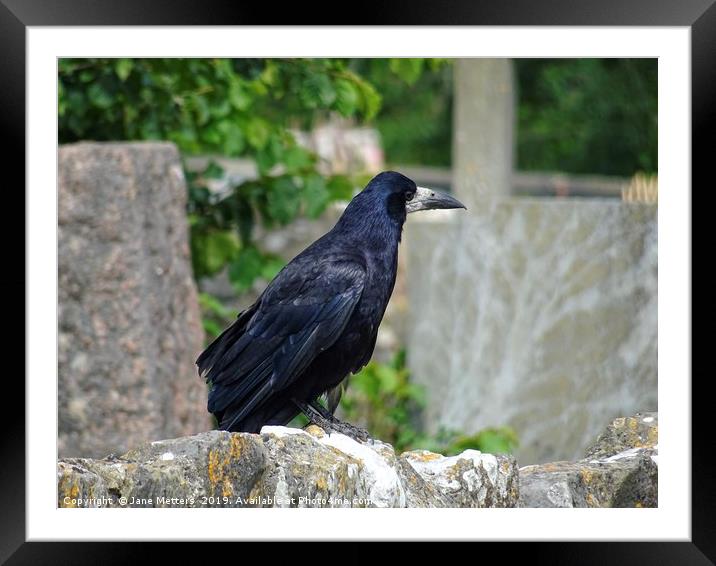 Perched on the Wall Framed Mounted Print by Jane Metters