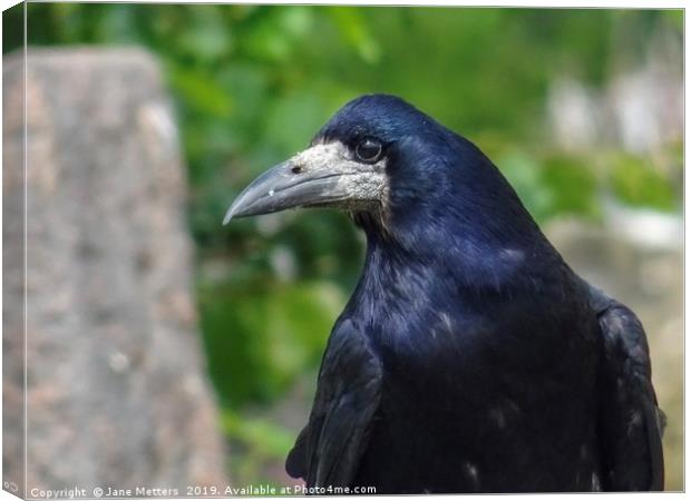 A Rook Close Up Canvas Print by Jane Metters