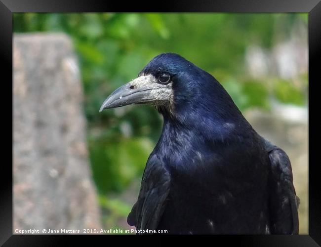 A Rook Close Up Framed Print by Jane Metters