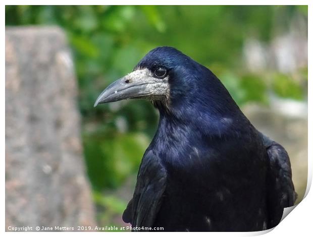 A Rook Close Up Print by Jane Metters